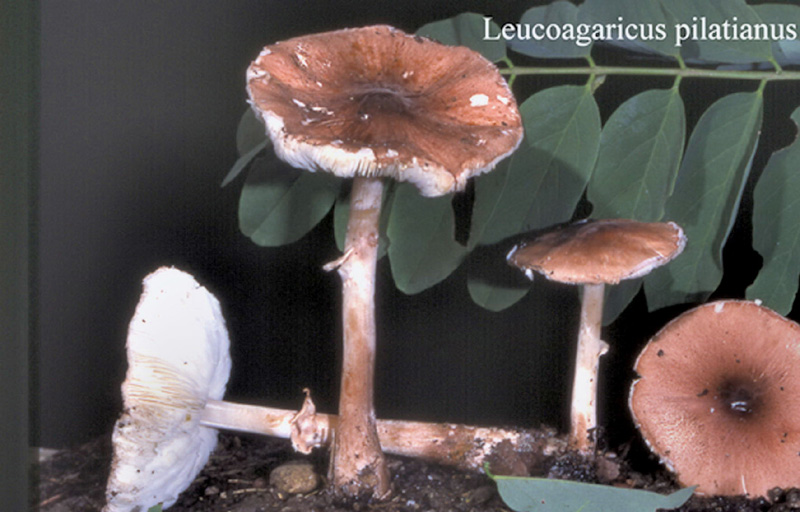 Leucoagaricus pilatianus-amf1194.jpg - Leucoagaricus pilatianus ; Syn1: Lepiota pilatiana ; Syn2: Leucocoprinus pilatianus ; Nom français: Lépiote de Pilat